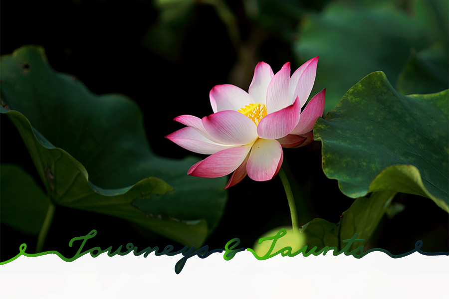 Lotus Ponds in Shenyang China