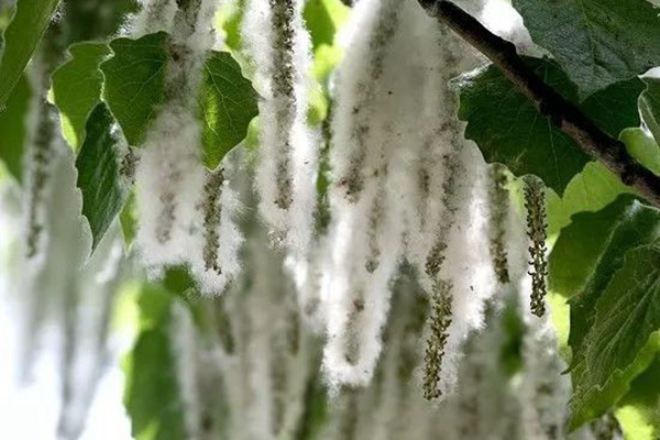 stay safe during grain rain solar term